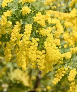 10 Golden Mimosa Acacia Baileyana Seeds - Yellow Wattle Tree Flower Seeds - Image 3