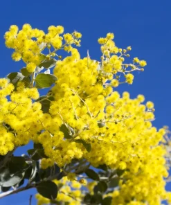 10 Golden Mimosa Acacia Baileyana Seeds - Yellow Wattle Tree Flower Seeds - Image 4