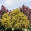 10 Golden Mimosa Acacia Baileyana Seeds - Yellow Wattle Tree Flower Seeds - Image 1
