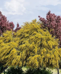 10 Golden Mimosa Acacia Baileyana Seeds - Yellow Wattle Tree Flower Seeds - Image 1