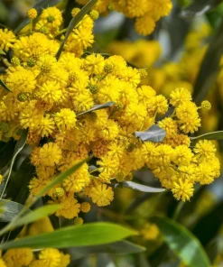 10 Golden Mimosa Acacia Baileyana Seeds - Yellow Wattle Tree Flower Seeds - Image 5
