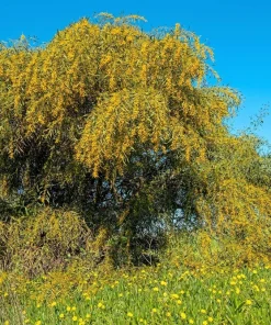 10 Golden Mimosa Acacia Baileyana Seeds - Yellow Wattle Tree Flower Seeds - Image 6