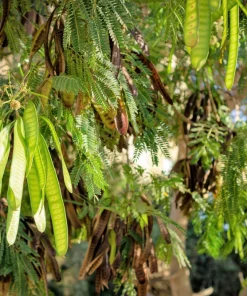 10 Golden Mimosa Acacia Baileyana Seeds - Yellow Wattle Tree Flower Seeds - Image 7