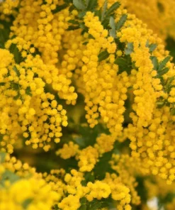 10 Golden Mimosa Acacia Baileyana Seeds - Yellow Wattle Tree Flower Seeds - Image 8