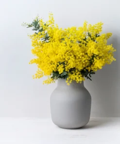10 Golden Mimosa Acacia Baileyana Seeds - Yellow Wattle Tree Flower Seeds - Image 9