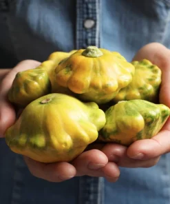 10 Golden Yellow Bush Scallop Squash Seeds - Patty Pan Vegetable Seeds - Image 10