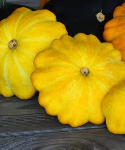 10 Golden Yellow Bush Scallop Squash Seeds - Patty Pan Vegetable Seeds - Image 2