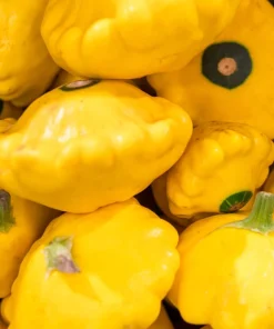 10 Golden Yellow Bush Scallop Squash Seeds - Patty Pan Vegetable Seeds - Image 3