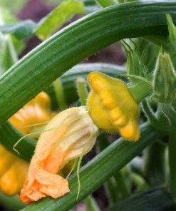 10 Golden Yellow Bush Scallop Squash Seeds - Patty Pan Vegetable Seeds - Image 4