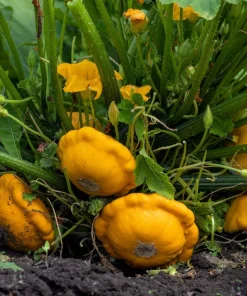 10 Golden Yellow Bush Scallop Squash Seeds - Patty Pan Vegetable Seeds - Image 8