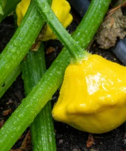 10 Golden Yellow Bush Scallop Squash Seeds - Patty Pan Vegetable Seeds - Image 9