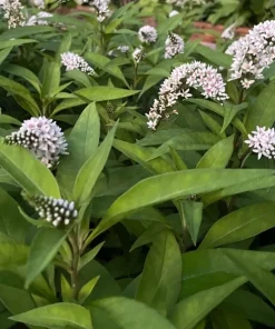 10 Gooseneck Loosestrife Bare Root Plants - White Perennial Flowers, Outdoor - Image 2