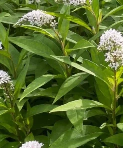 10 Gooseneck Loosestrife Bare Root Plants - White Perennial Flowers, Outdoor - Image 3