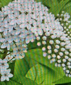 10 Gooseneck Loosestrife Bare Root Plants - White Perennial Flowers, Outdoor - Image 4