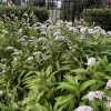 10 Gooseneck Loosestrife Bare Root Plants - White Perennial Flowers, Outdoor - Image 1