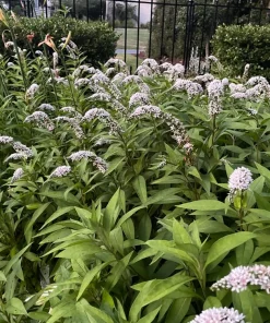 10 Gooseneck Loosestrife Bare Root Plants - White Perennial Flowers, Outdoor - Image 1