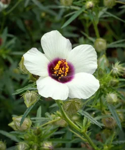 10 Hibiscus Trionum Seeds - Flower of the Hour Annual Seeds - Image 10