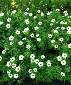 10 Hibiscus Trionum Seeds - Flower of the Hour Annual Seeds - Image 2