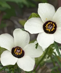 10 Hibiscus Trionum Seeds - Flower of the Hour Annual Seeds - Image 3