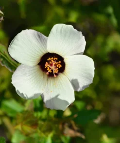 10 Hibiscus Trionum Seeds - Flower of the Hour Annual Seeds - Image 4