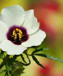 10 Hibiscus Trionum Seeds - Flower of the Hour Annual Seeds - Image 5