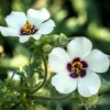 10 Hibiscus Trionum Seeds - Flower of the Hour Annual Seeds - Image 1