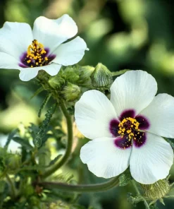 10 Hibiscus Trionum Seeds - Flower of the Hour Annual Seeds - Image 1
