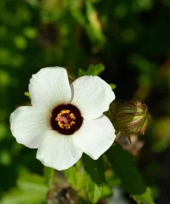10 Hibiscus Trionum Seeds - Flower of the Hour Annual Seeds - Image 6