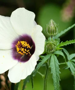 10 Hibiscus Trionum Seeds - Flower of the Hour Annual Seeds - Image 7