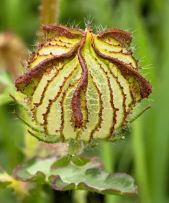10 Hibiscus Trionum Seeds - Flower of the Hour Annual Seeds - Image 8