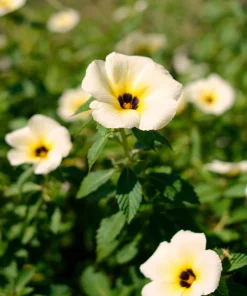 10 Hibiscus Trionum Seeds - Flower of the Hour Annual Seeds - Image 9