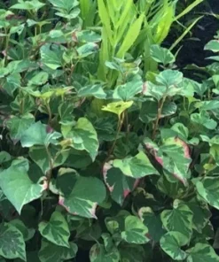 10 Houttuynia Cordata Chameleon Bare Roots - Winter Hardy Aquatic Pond Bog Plant - Image 2