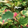 10 Houttuynia Cordata Chameleon Bare Roots - Winter Hardy Aquatic Pond Bog Plant - Image 1