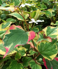 10 Houttuynia Cordata Chameleon Bare Roots - Winter Hardy Aquatic Pond Bog Plant - Image 1