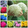 10 Hydrangea Seeds - Perennial Flower Bush Plant for Gardens - Image 1