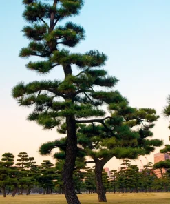 10 Japanese Black Pine Tree Seeds - Evergreen Pinus Thunbergii for Bonsai or Landscape - Image 10