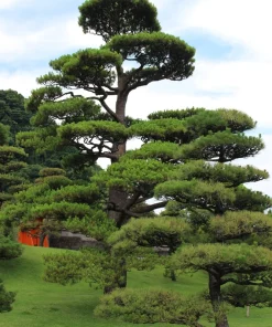 10 Japanese Black Pine Tree Seeds - Evergreen Pinus Thunbergii for Bonsai or Landscape - Image 11
