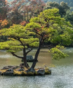 10 Japanese Black Pine Tree Seeds - Evergreen Pinus Thunbergii for Bonsai or Landscape - Image 12