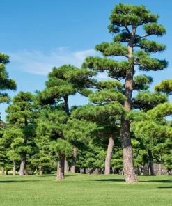 10 Japanese Black Pine Tree Seeds - Evergreen Pinus Thunbergii for Bonsai or Landscape - Image 2
