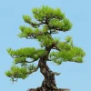 10 Japanese Black Pine Tree Seeds - Evergreen Pinus Thunbergii for Bonsai or Landscape - Image 1