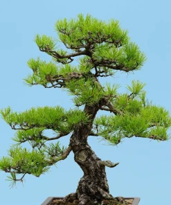 10 Japanese Black Pine Tree Seeds - Evergreen Pinus Thunbergii for Bonsai or Landscape - Image 1