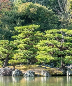 10 Japanese Black Pine Tree Seeds - Evergreen Pinus Thunbergii for Bonsai or Landscape - Image 3