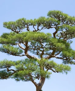 10 Japanese Black Pine Tree Seeds - Evergreen Pinus Thunbergii for Bonsai or Landscape - Image 4