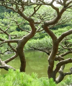 10 Japanese Black Pine Tree Seeds - Evergreen Pinus Thunbergii for Bonsai or Landscape - Image 5