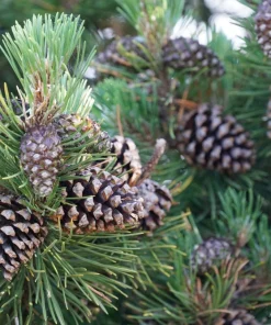10 Japanese Black Pine Tree Seeds - Evergreen Pinus Thunbergii for Bonsai or Landscape - Image 6