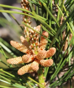 10 Japanese Black Pine Tree Seeds - Evergreen Pinus Thunbergii for Bonsai or Landscape - Image 7