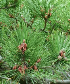10 Japanese Black Pine Tree Seeds - Evergreen Pinus Thunbergii for Bonsai or Landscape - Image 8