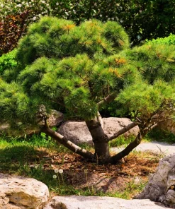 10 Japanese Black Pine Tree Seeds - Evergreen Pinus Thunbergii for Bonsai or Landscape - Image 9