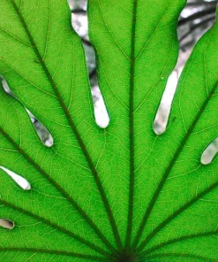 10 Japanese Fatsia Seeds - Aralia Japonica Paperplant Shrub Flower - Image 10