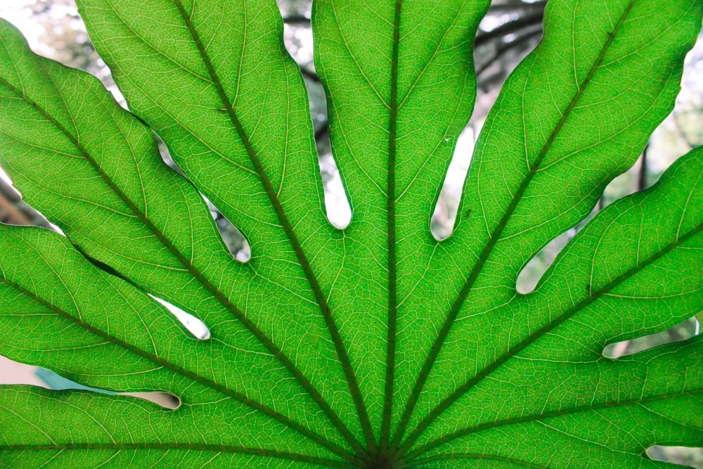 10 Japanese Fatsia Seeds - Aralia Japonica Paperplant Shrub Flower - Image 10